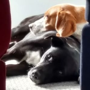 Meet your Posher, Chuck